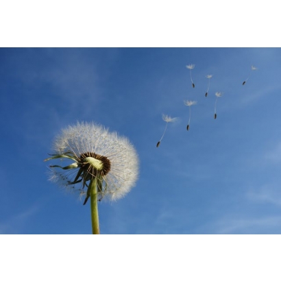 pexels-pixabay-39669 _1_.jpg pexels-pixabay-39669 _1_.jpg